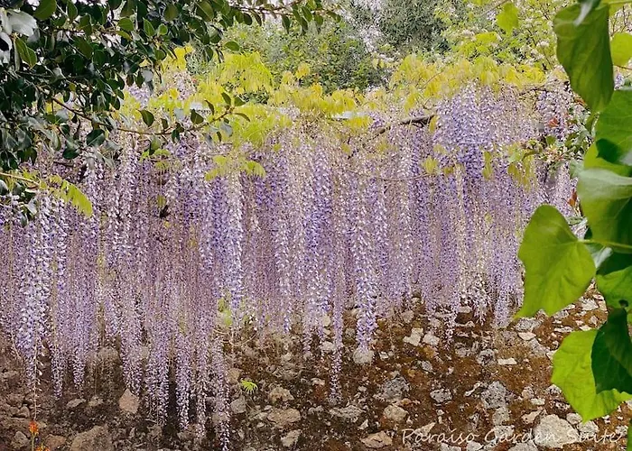 公寓 Paraiso Garden Suite--- Spacious & Downtown 波尔图